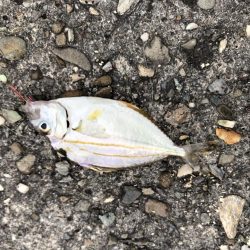 6/27　ちょい投げ釣り、ジギング